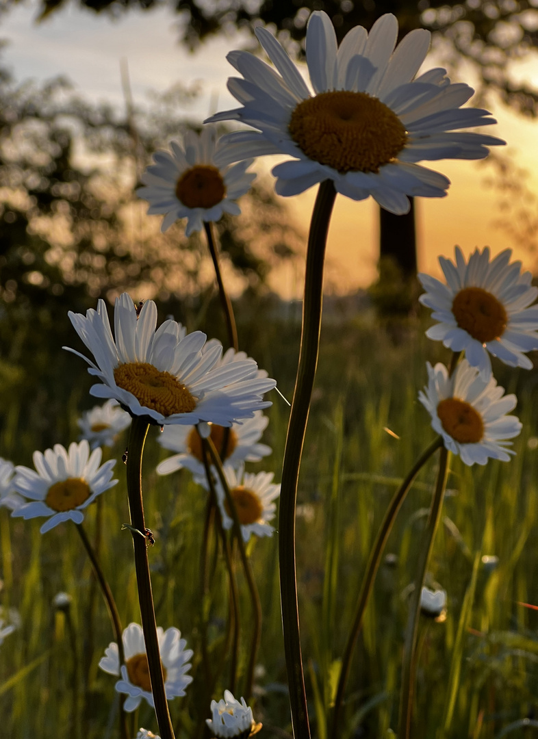 Fröhliche Wiesenblumen…