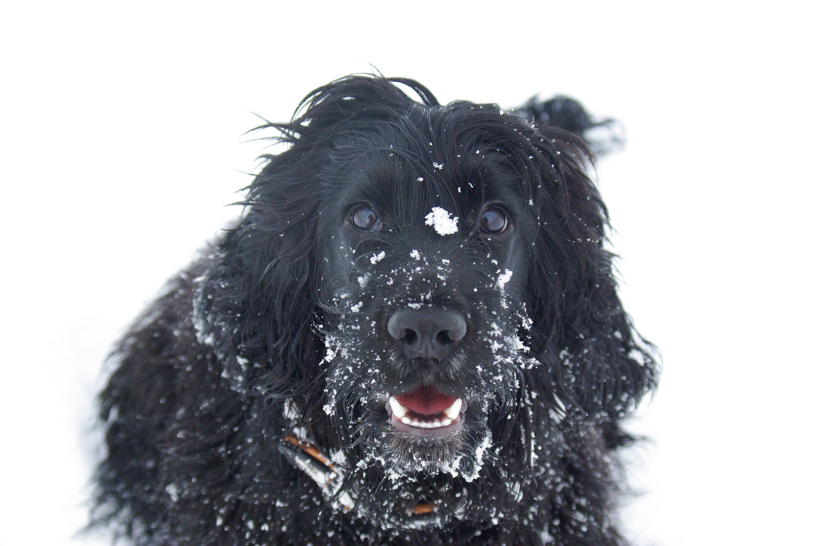 Fröhlicher Cocker Spaniel im Schnee