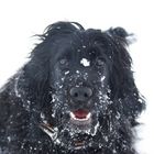 Fröhlicher Cocker Spaniel im Schnee