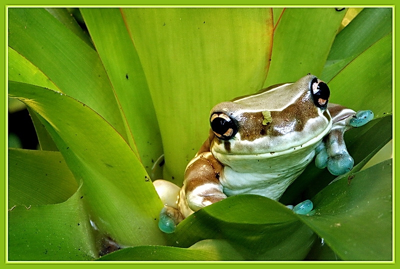 Fröhlicher Frosch