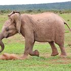 Fröhlicher junger Elefant rennt um her