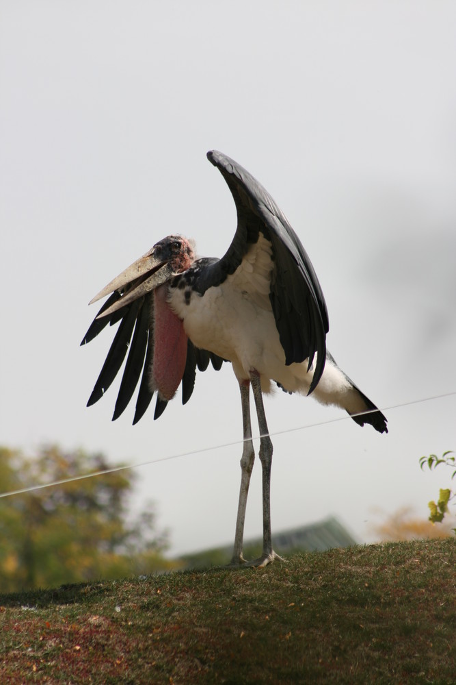 Froehlicher Marabu