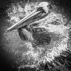 Fröhlicher Pelikan