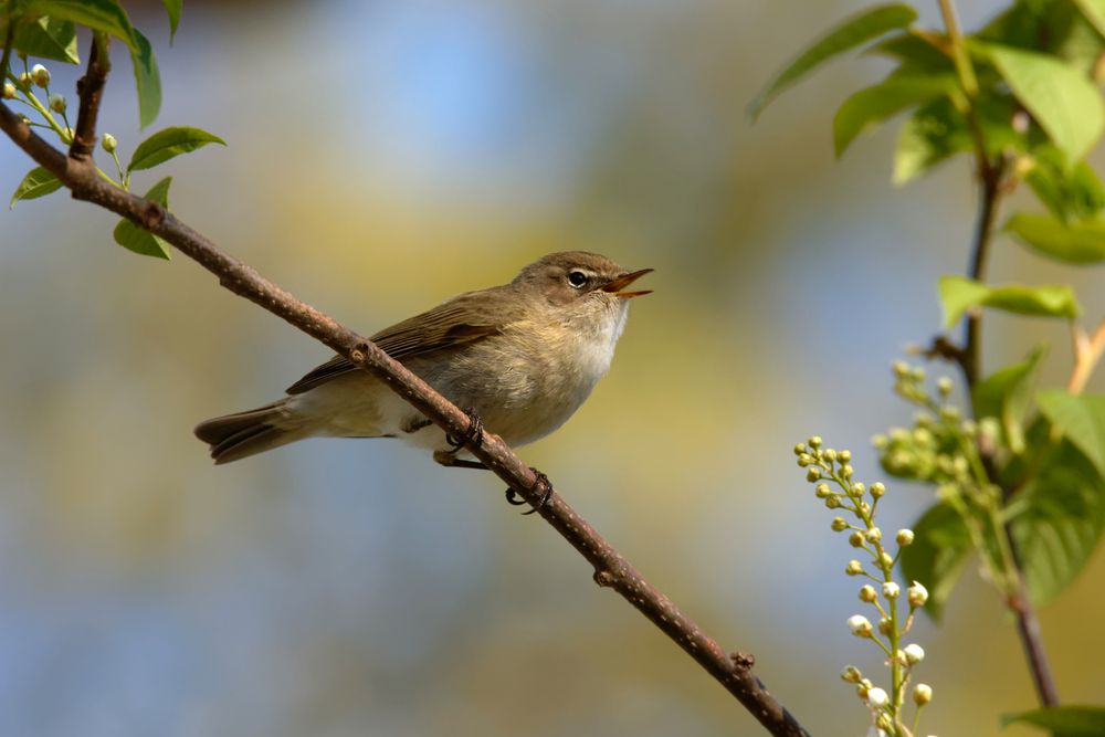 Fröhlicher Sänger: Zilpzalp (Phylloscopus collybita)