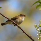 Fröhlicher Sänger: Zilpzalp (Phylloscopus collybita)