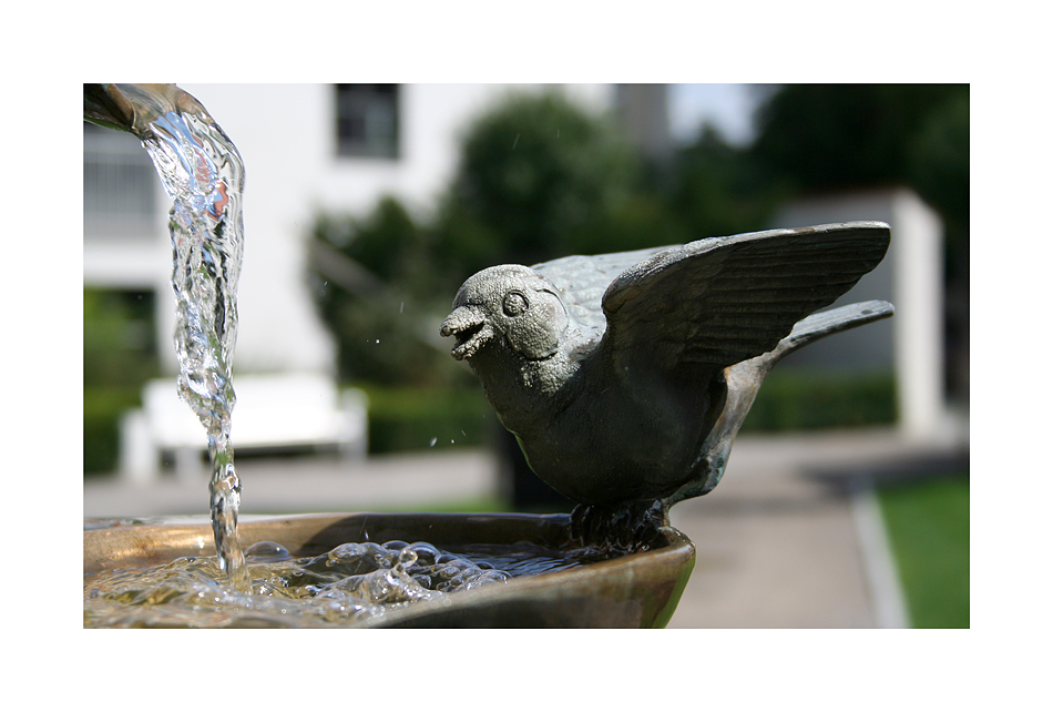 fröhlicher spatz im park von immenstadt