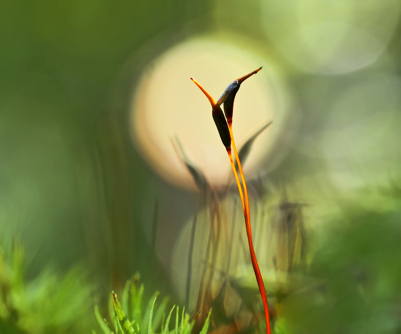 Fröhlicher Sporentanz im Licht der Morgensonne. - Ambiance féerique dans la forêt!