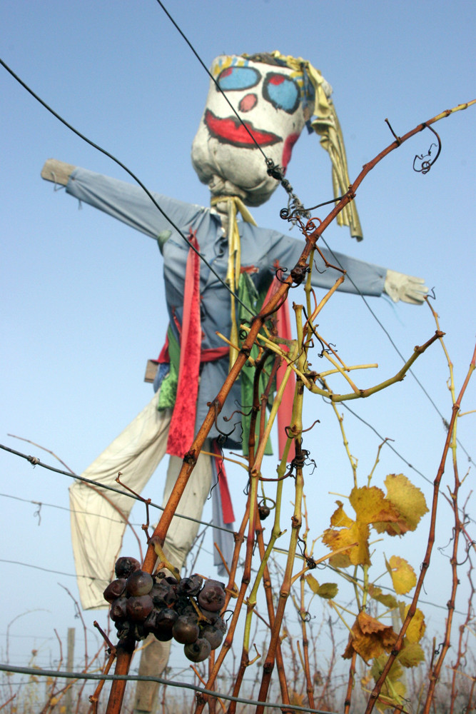 Fröhliches Lächeln im Weinberg