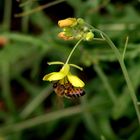 Fröhliches Nektarschlürfen im Spätsommer