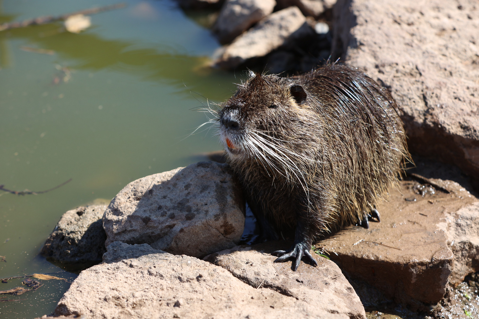 Fröhliches Nutria