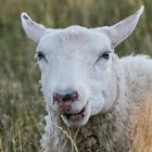 fröhliches Schaf