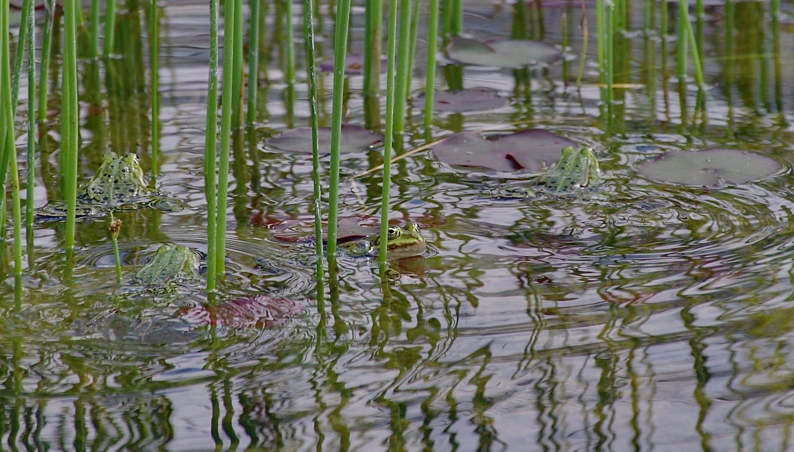 Fröhliches Treiben am Teich