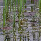 Fröhliches Treiben am Teich