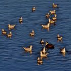 fröhliches Treiben auf dem sonnigen Neckar