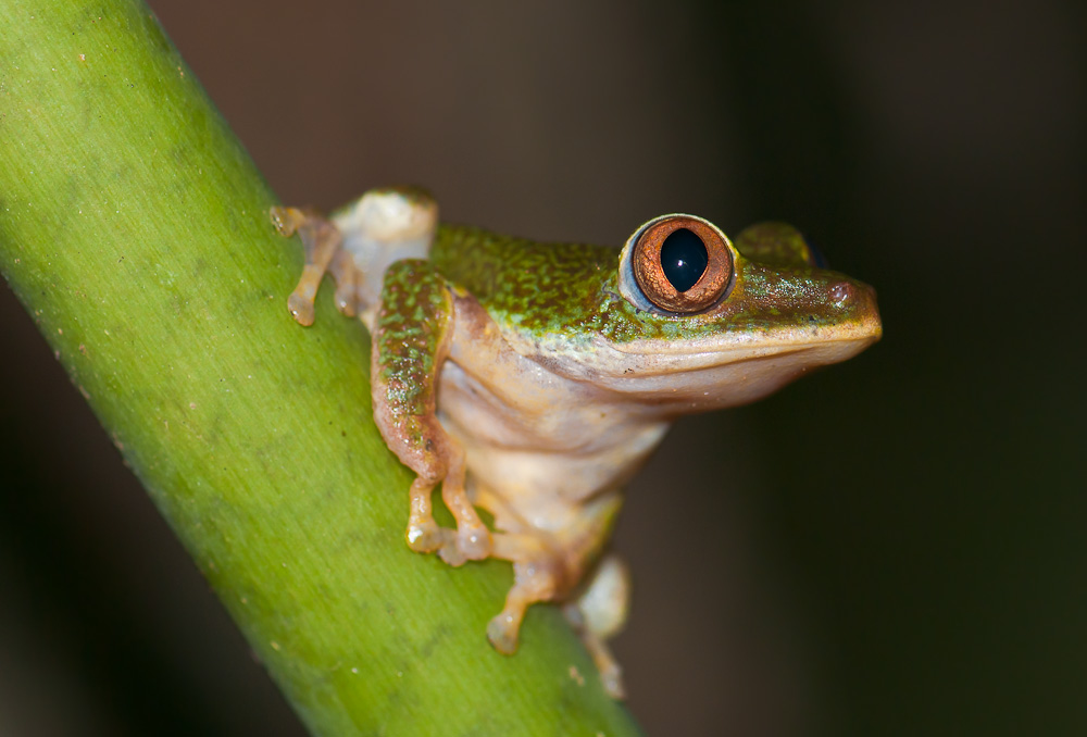 Fröschchen auf Mahé - Seychellen