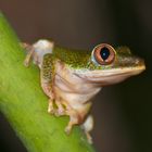 Fröschchen auf Mahé - Seychellen