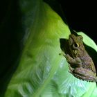 Fröschchen bei Nacht