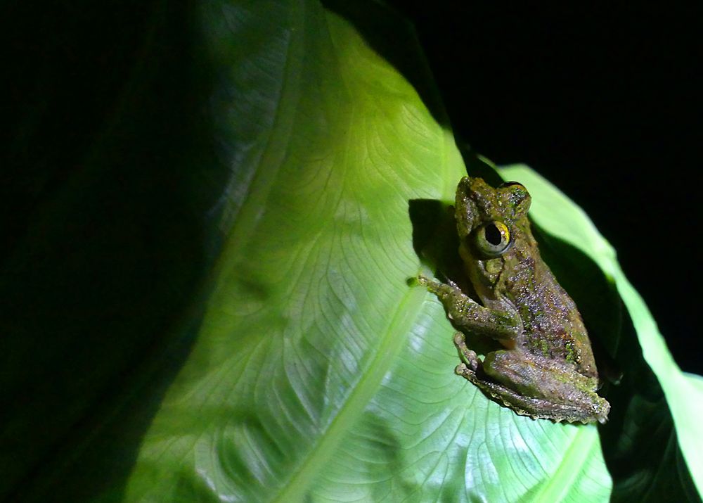 Fröschchen bei Nacht