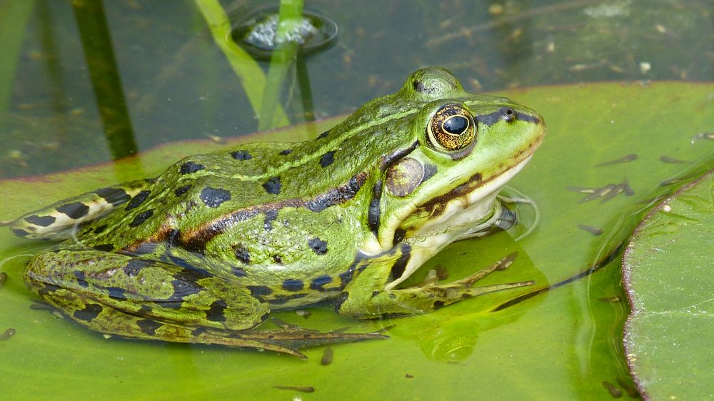Frösche Foto & Bild tiere, wildlife, wildlife sonstige tiere Bilder