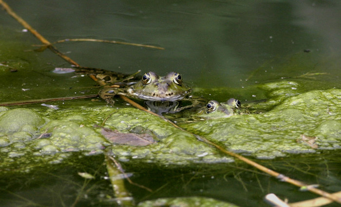 Frösche