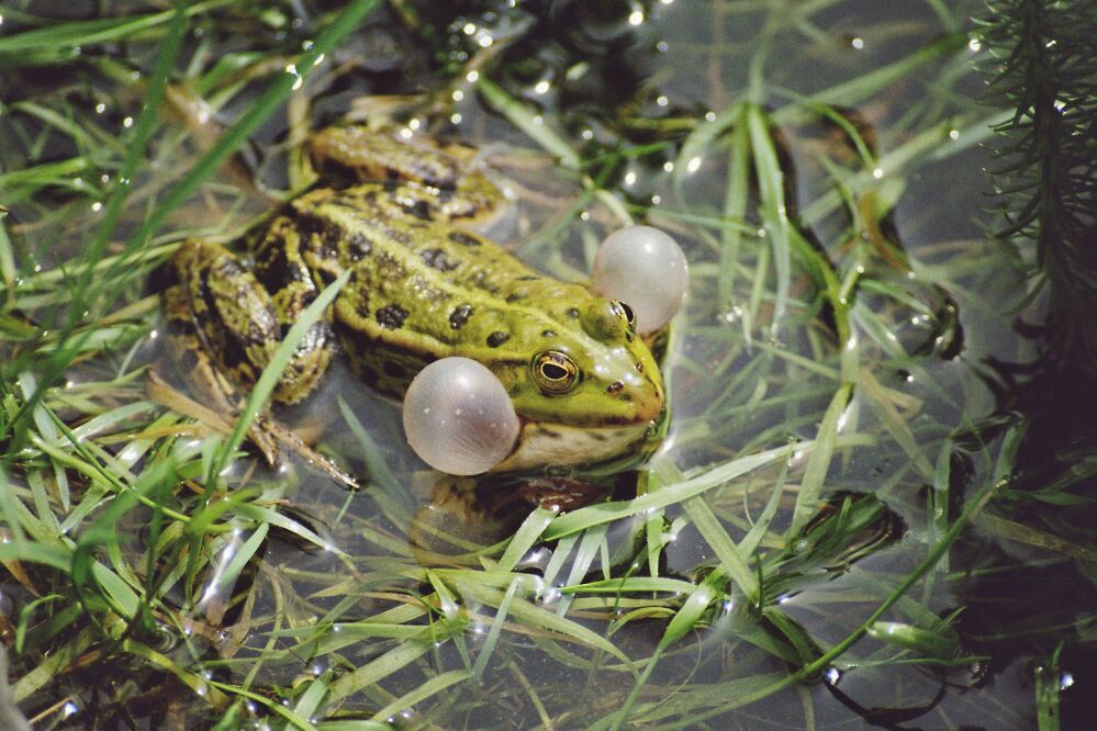 Frösche am Teich 14/03 Foto & Bild tiere, wildlife, amphibien
