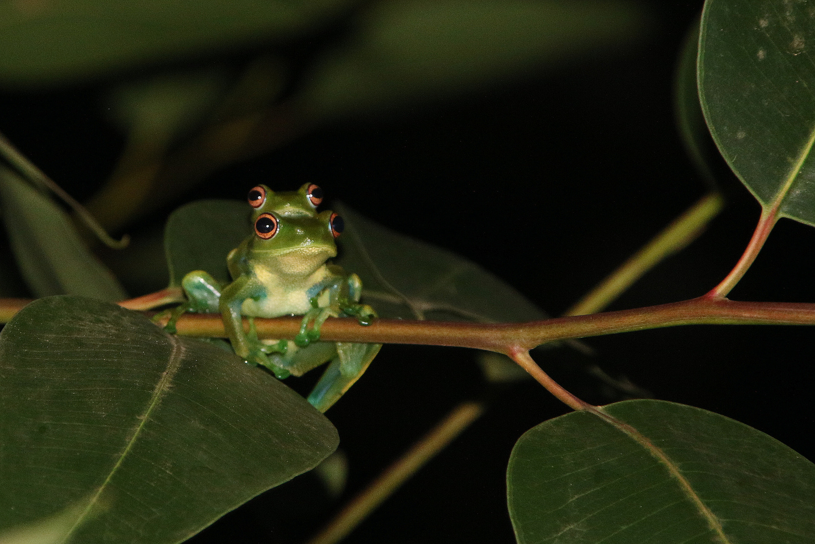 Frösche auf Madagaskar