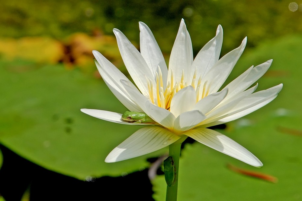 Frösche auf Seerose.