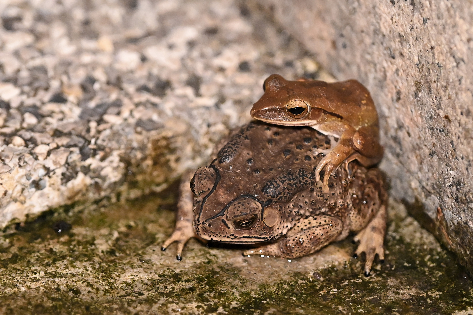 Frösche bei der Paarung