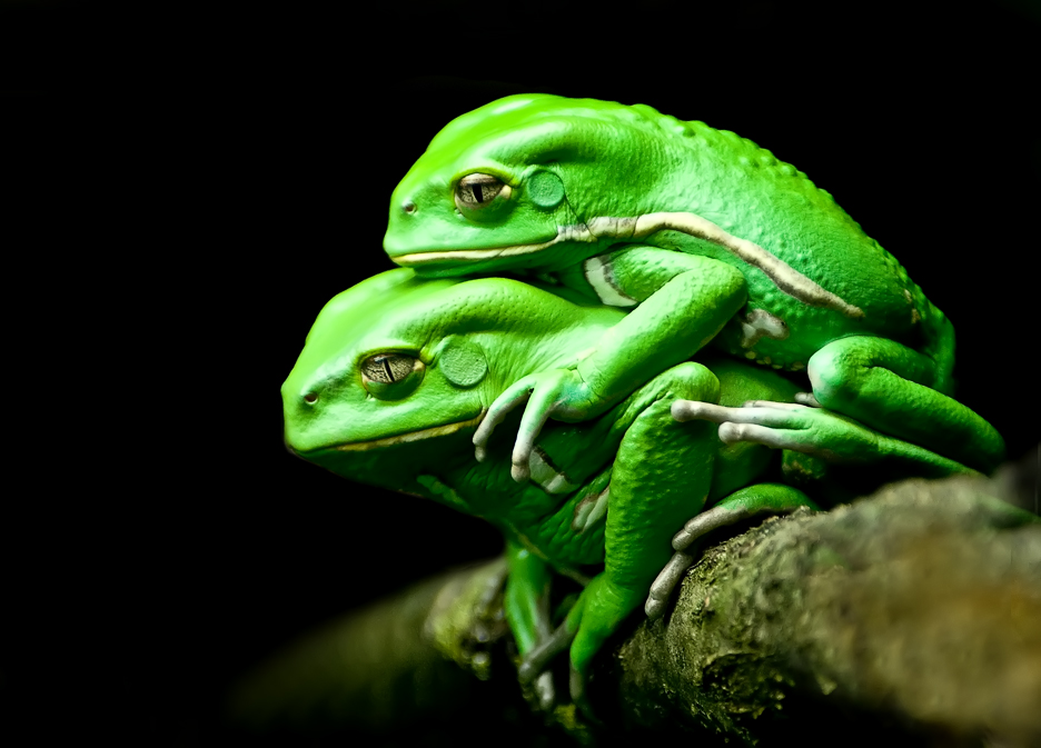 Frösche beim fröscheln Foto & Bild | tiere, zoo, wildpark
