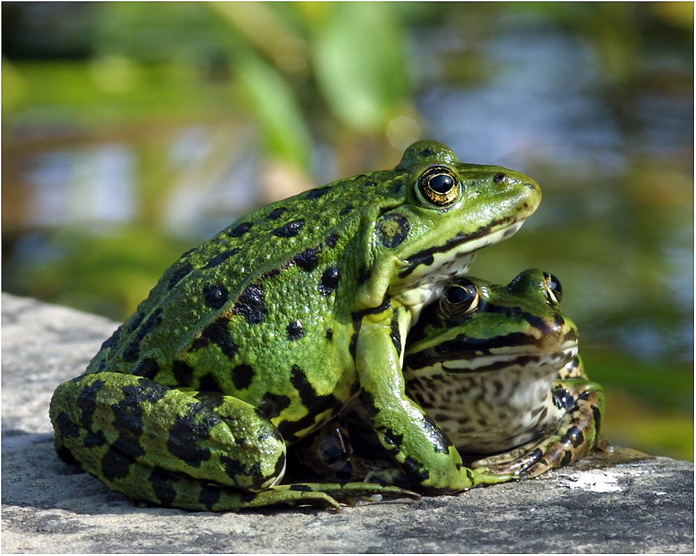 Frösche beim Plausch