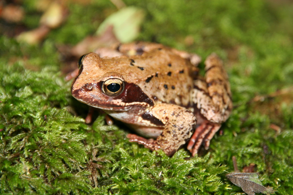 Frösche....... Foto & Bild tiere, wildlife, amphibien & reptilien