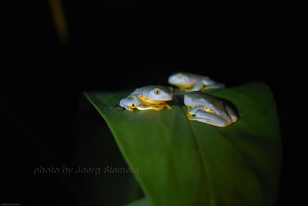 Frösche - Costa Rica