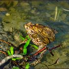 Frösche im Frühling ....