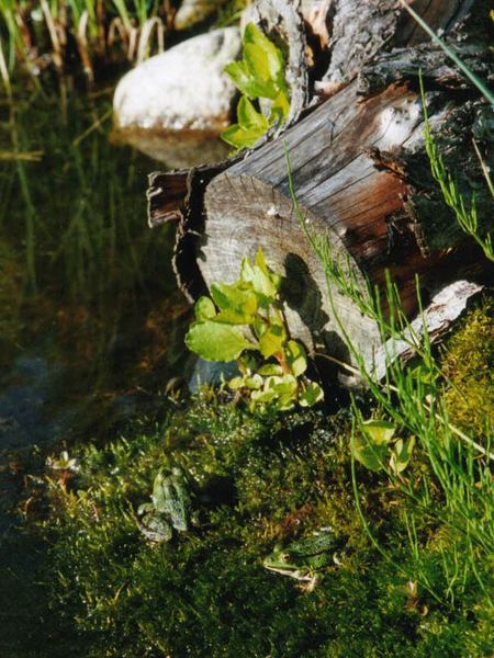 Frösche im Gartenteich