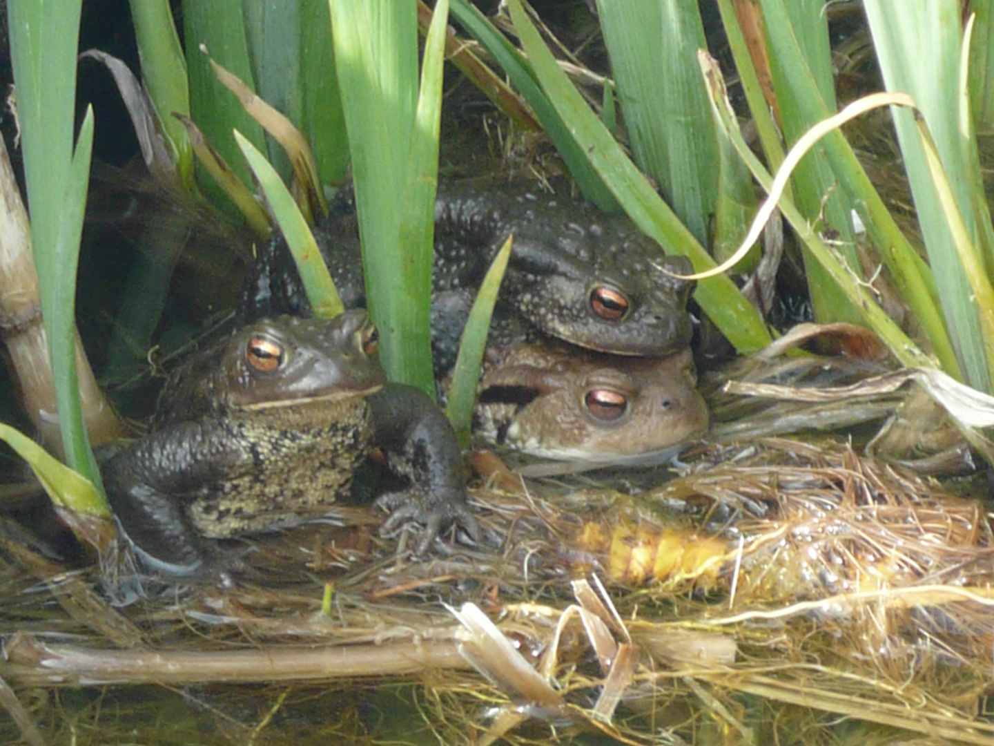 Frösche im Gartenteich Rossdorf (bei Darmstadt)