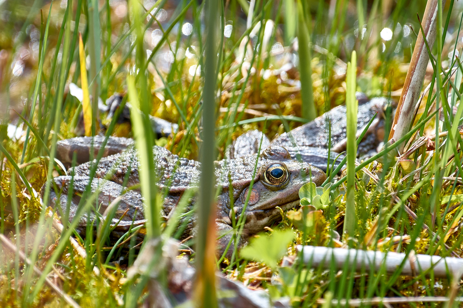 Frösche im Gras