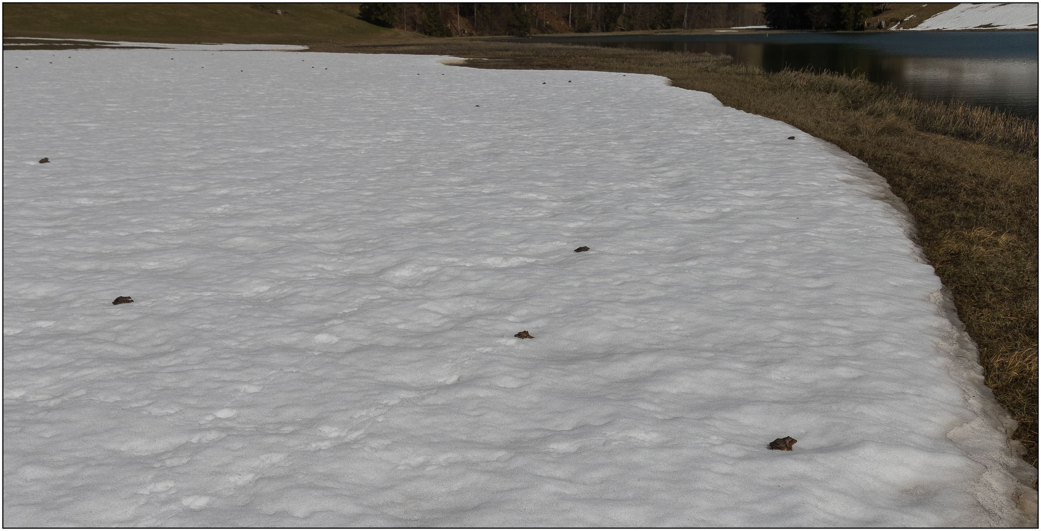 Frösche im Schnee