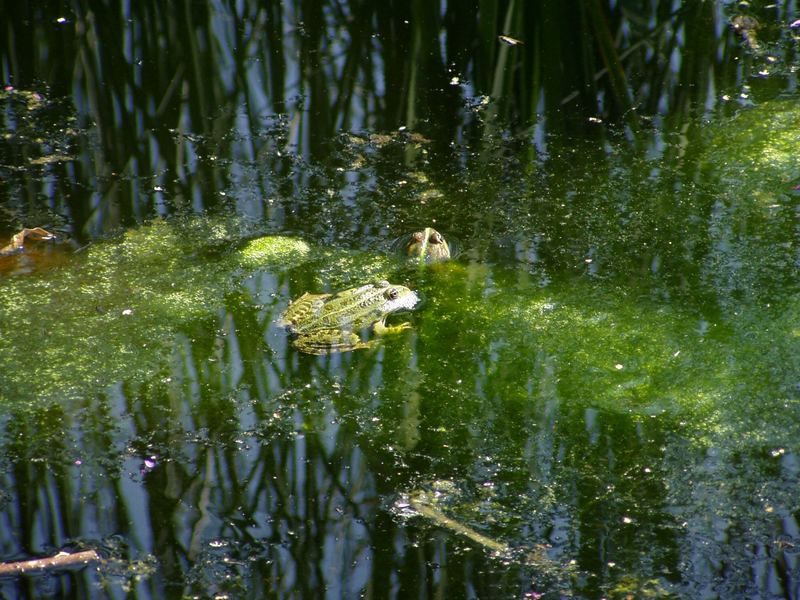 Frösche im See