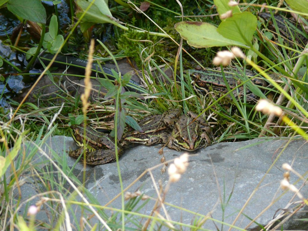 Frösche im Teich 2