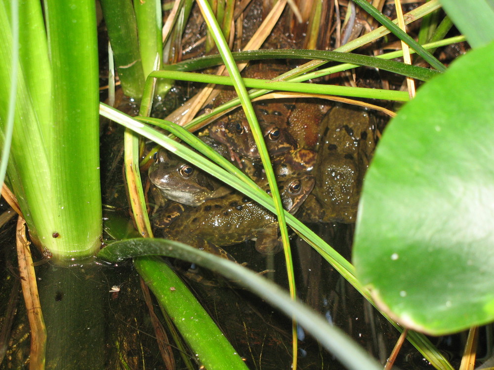 Frösche im Teich 2008