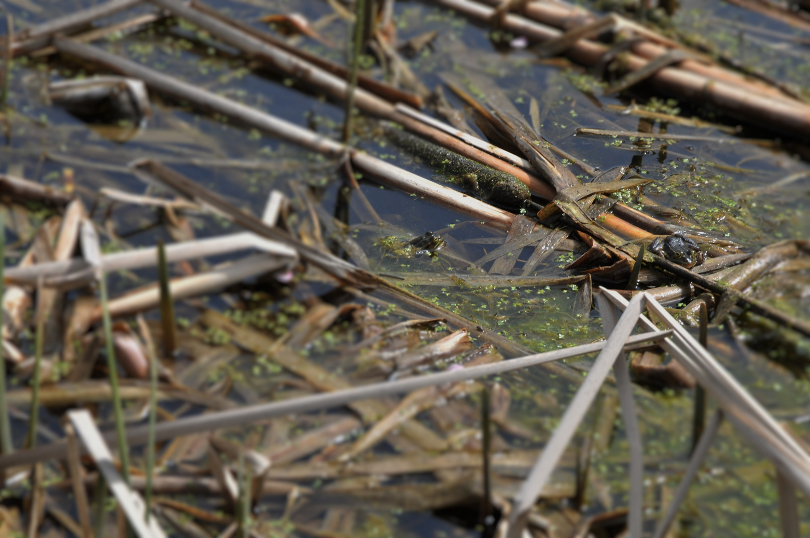 Frösche im Teich