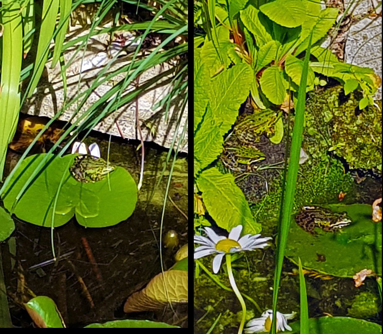 Frösche im Teich