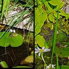 Frösche im Teich