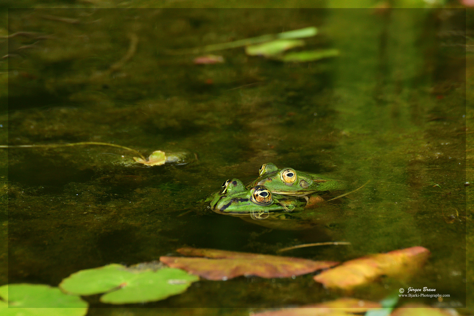 Frösche im Teich