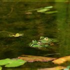 Frösche im Teich