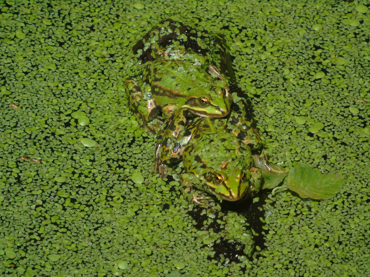 Frösche in der Linsensuppe