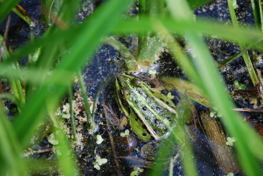 Frösche in einem Waldteich