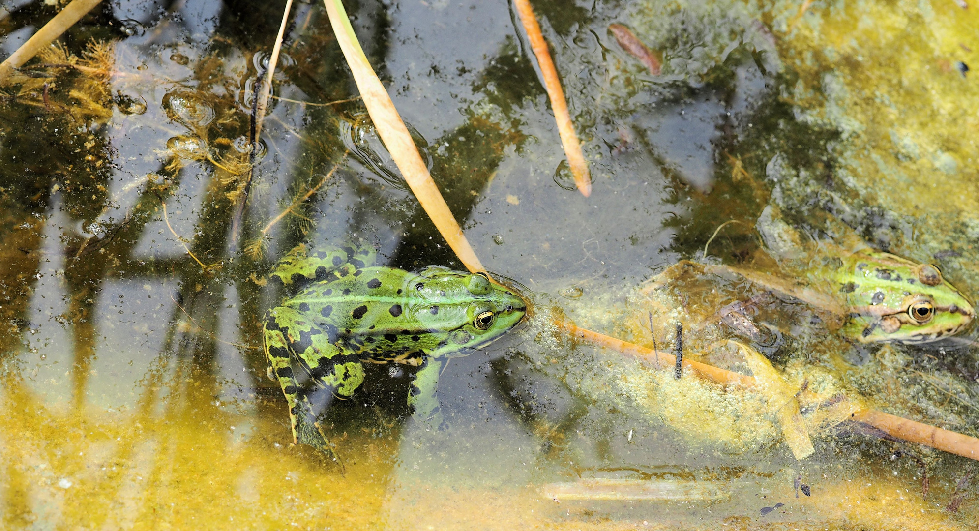 Frösche mit spiegelndem Wasser ...Dienstag ist Spiegeltag ...