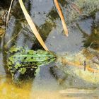 Frösche mit spiegelndem Wasser ...Dienstag ist Spiegeltag ...