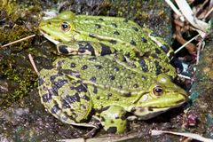 Frösche sonnen sich an unserem Teich